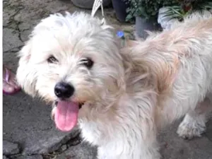 Cachorro raça SRD MIX BICHON FRISE idade 1 ano nome FLOQUINHO