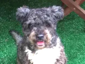Cachorro raça POODLE idade 2 anos nome AMANDA 