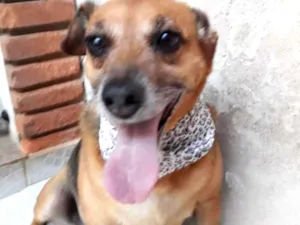 Cachorro raça SRD  idade 2 anos nome AMELIE