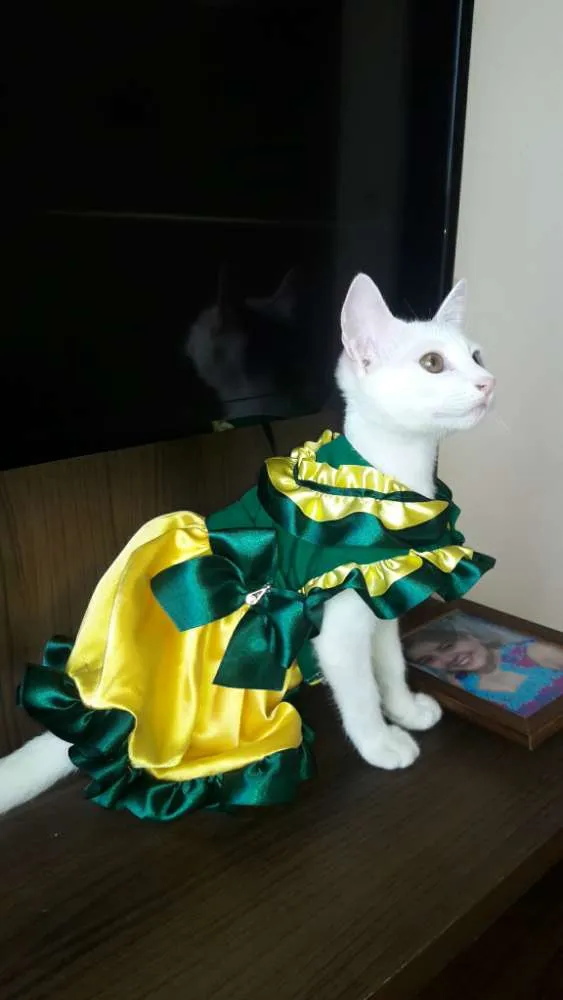 Gato raça RACA INDEFINIDA idade 1 ano nome LUPITA