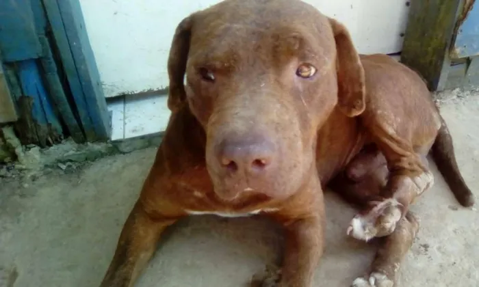 Cachorro ra a pit bull idade 3 anos nome Pit