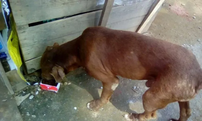 Cachorro ra a pit bull idade 3 anos nome Pit