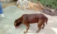 Pit