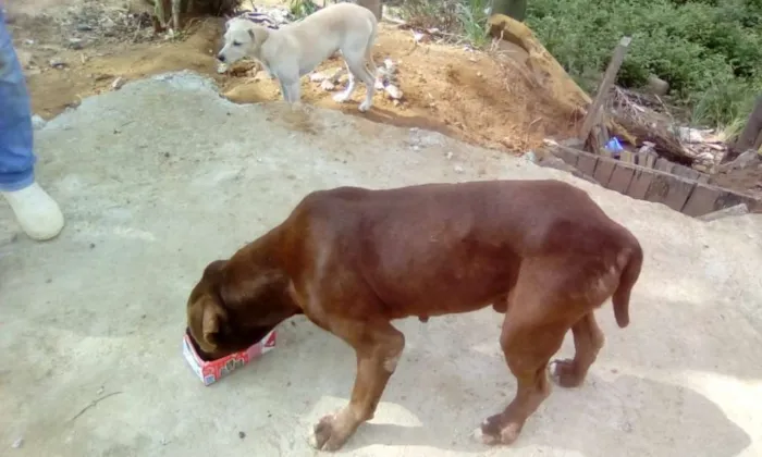 Cachorro ra a pit bull idade 3 anos nome Pit
