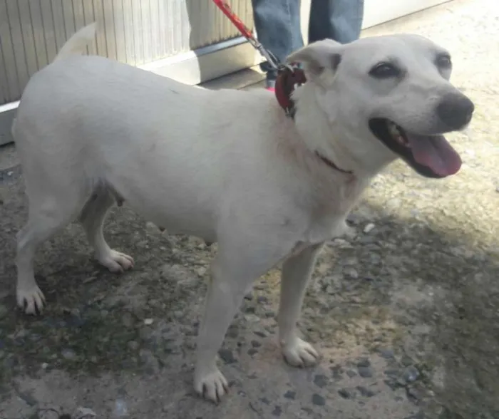 Cachorro ra a SRD idade 3 anos nome Shantau