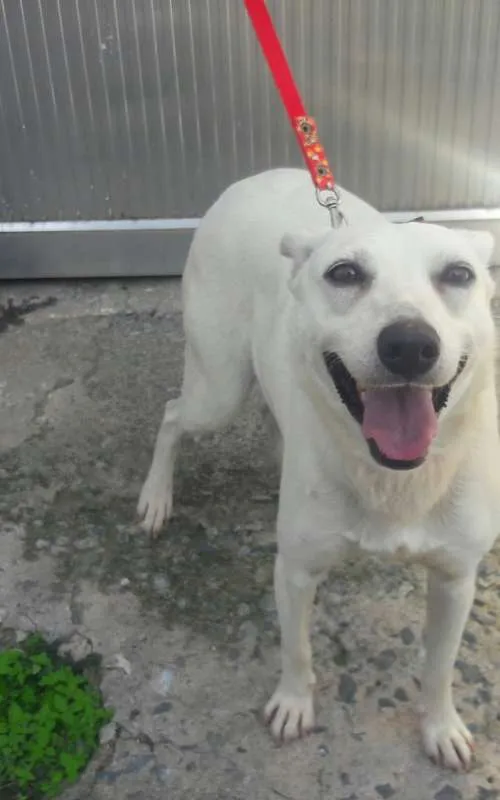 Cachorro ra a SRD idade 3 anos nome Shantau
