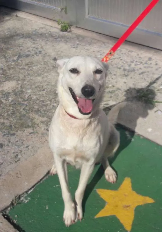 Cachorro ra a SRD idade 3 anos nome Shantau