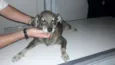 Ratinha