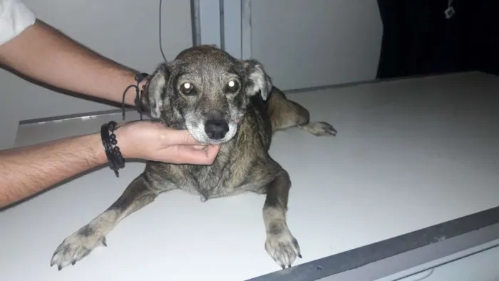 Cachorro ra a SRD idade 6 ou mais anos nome Ratinha