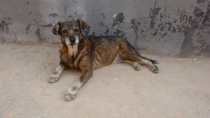 Cachorro ra a SRD idade 6 ou mais anos nome Ratinha