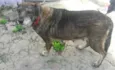 Ratinha