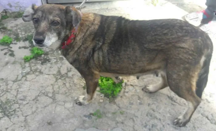 Cachorro ra a SRD idade 6 ou mais anos nome Ratinha