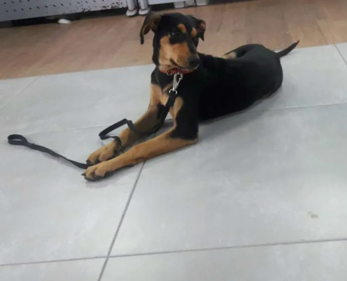 Cachorro ra a SRD idade 2 a 6 meses nome Chispita