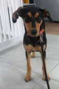 Chispita