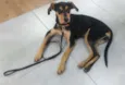 Chispita