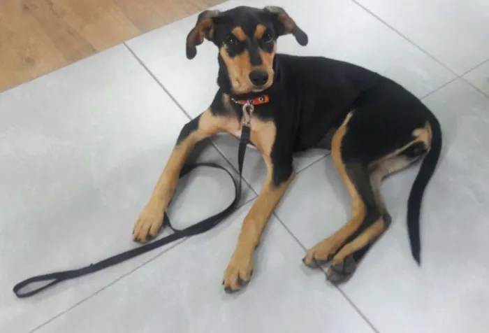 Cachorro ra a SRD idade 2 a 6 meses nome Chispita