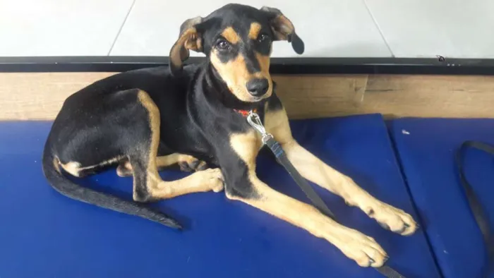 Cachorro ra a SRD idade 2 a 6 meses nome Chispita