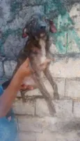 Cachorro raça SRD idade 2 a 6 meses nome Tigradinha
