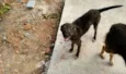 Cachorro raça SRD idade 2 a 6 meses nome Tigradinha