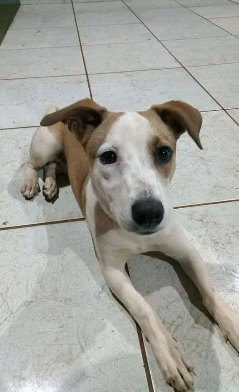 Cachorro ra a Vira Lata idade 2 a 6 meses nome Medonha