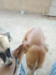 Pretinha, amarela e 