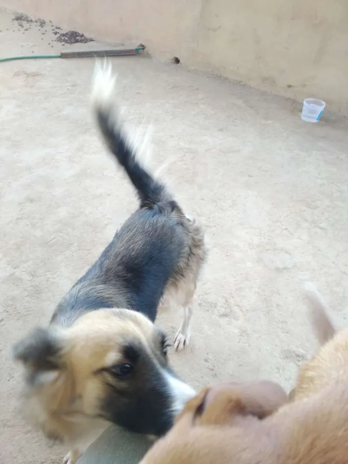 Cachorro raça Srd idade 2 anos nome Pretinha, amarela e 