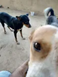 Pretinha, amarela e 