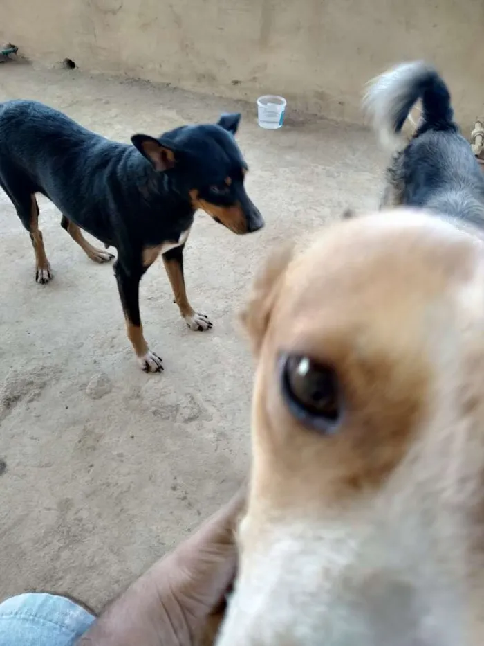 Cachorro raça Srd idade 2 anos nome Pretinha, amarela e 