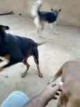 Pretinha, amarela e 