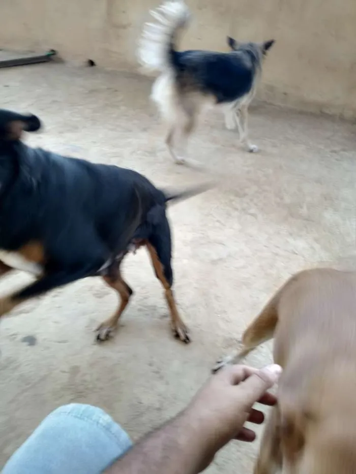 Cachorro raça Srd idade 2 anos nome Pretinha, amarela e 