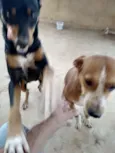 Pretinha, amarela e 