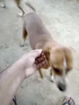 Pretinha, amarela e 