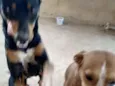 Pretinha, amarela e 