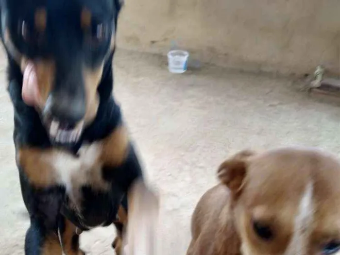 Cachorro raça Srd idade 2 anos nome Pretinha, amarela e 