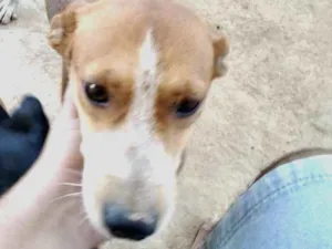 Cachorro raça Srd idade 2 anos nome Pretinha, amarela e 