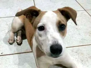 Cachorro raça Vira Lata idade 2 a 6 meses nome Medonha