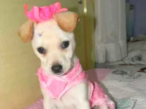 Cachorro raça Srd idade 2 a 6 meses nome Poly