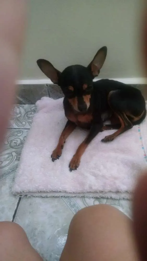 Cachorro ra a Pincher idade 6 ou mais anos nome Jade
