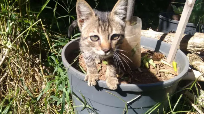 Gato raça Vira idade Abaixo de 2 meses nome Shiva