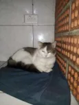 Félix