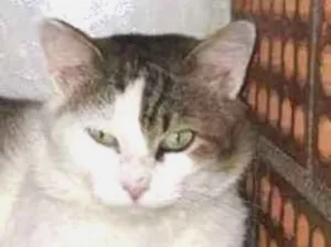 Gato raça Felino idade 1 ano nome Félix