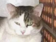 Félix