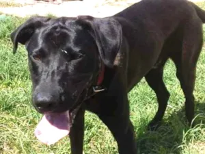 Cachorro raça SRD idade 7 a 11 meses nome Kidy