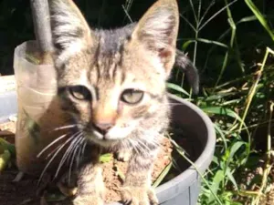 Gato raça Vira idade Abaixo de 2 meses nome Shiva