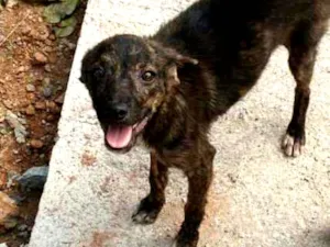 Cachorro raça SRD idade 2 a 6 meses nome Tigradinha