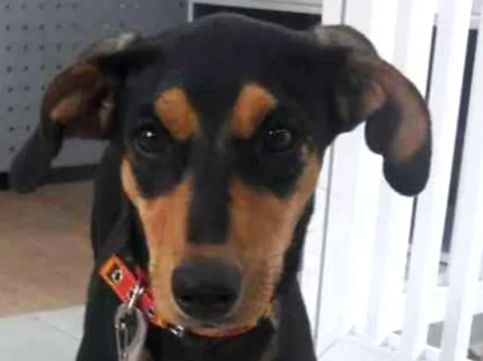 Cachorro ra a SRD idade 2 a 6 meses nome Chispita