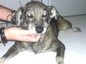 Cachorro raça SRD idade 6 ou mais anos nome Ratinha