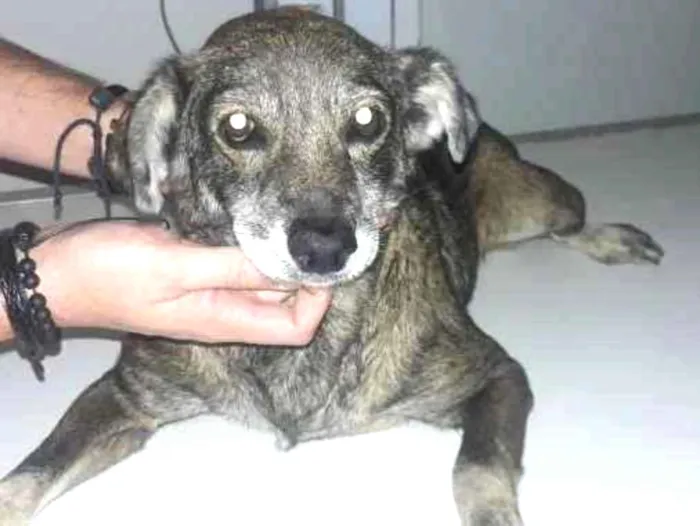 Cachorro ra a SRD idade 6 ou mais anos nome Ratinha