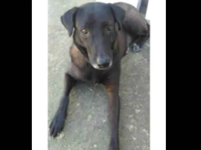 Cachorro ra a Vira lata idade  nome Jaqueline