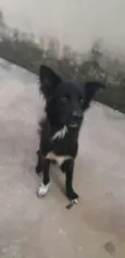 Negão 